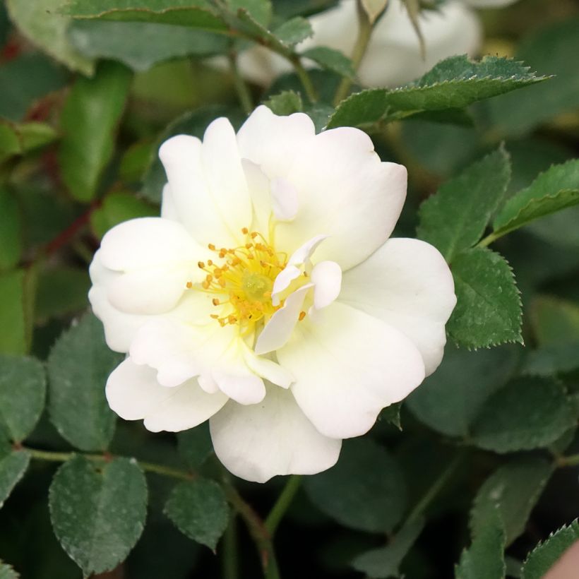 Rosa floribunda La Grande Motte (Flowering)