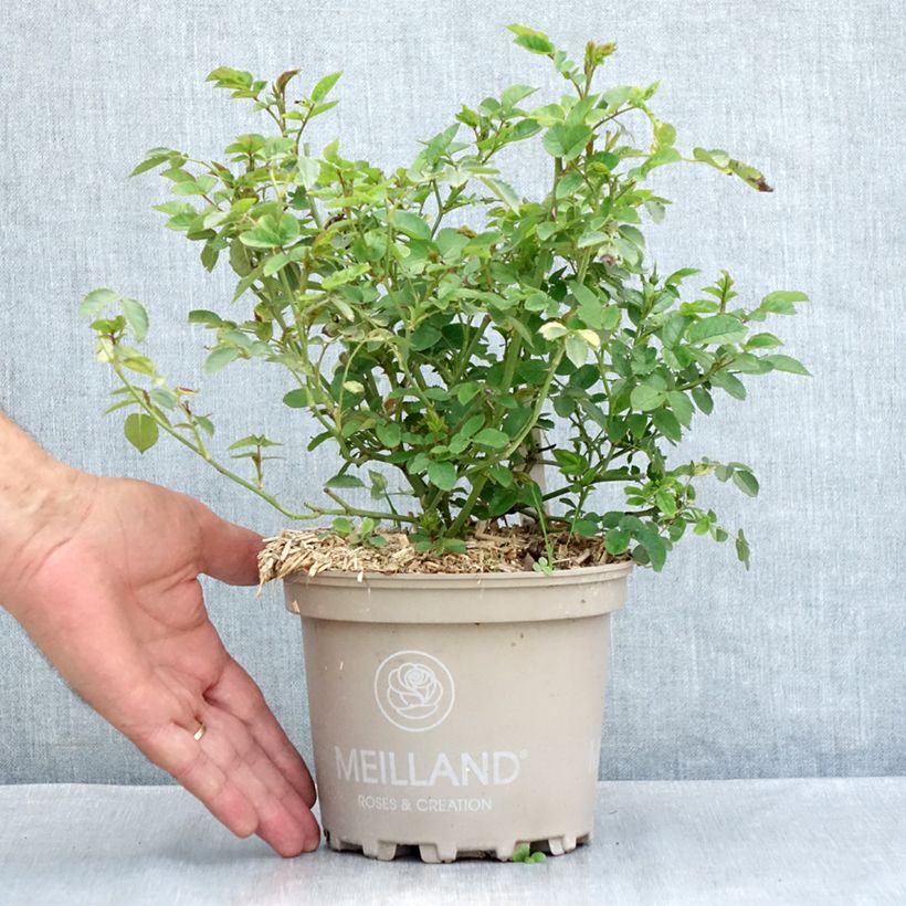 Rosa floribunda La Grande Motte 2L/3L pot sample as delivered in summer