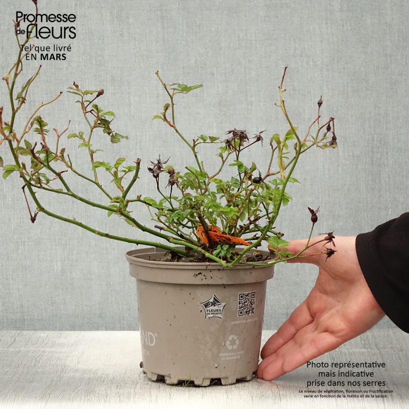 Rosa floribunda La Grande Motte 2L/3L pot sample as delivered in spring