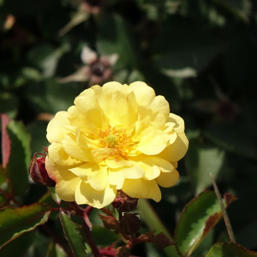 Rosa x floribunda 'Rêve de Paris' - Street Colours - Floribunda Rose (Flowering)