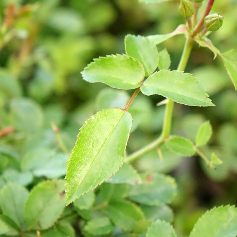 Rosa Rigo Rosen Innocencia Ground Cover Rose (Foliage)