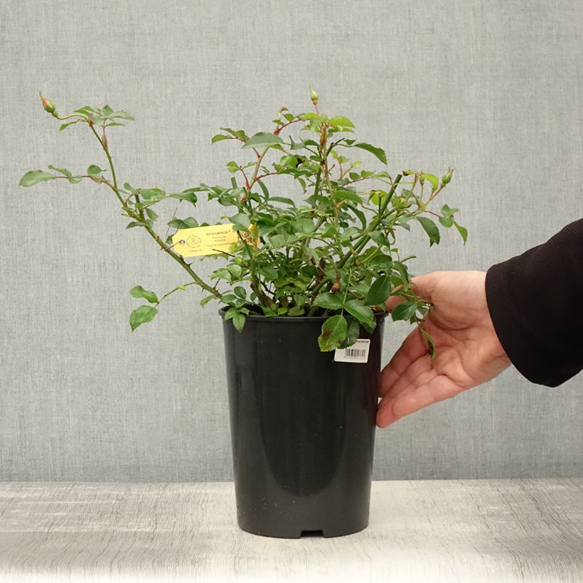 Rosa Rigo Rosen Innocencia Ground Cover Rose 3L/4L pot sample as delivered in autumn