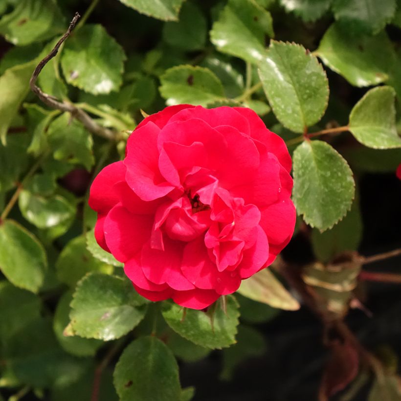 Rosa x floribunda Rigo Rosen Caracho - Groundcover Rose (Flowering)