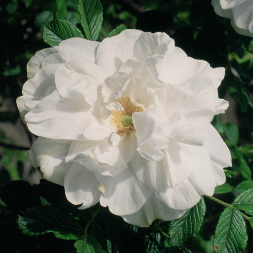 Rosa rugosa Blanc Double de Coubert (Flowering)