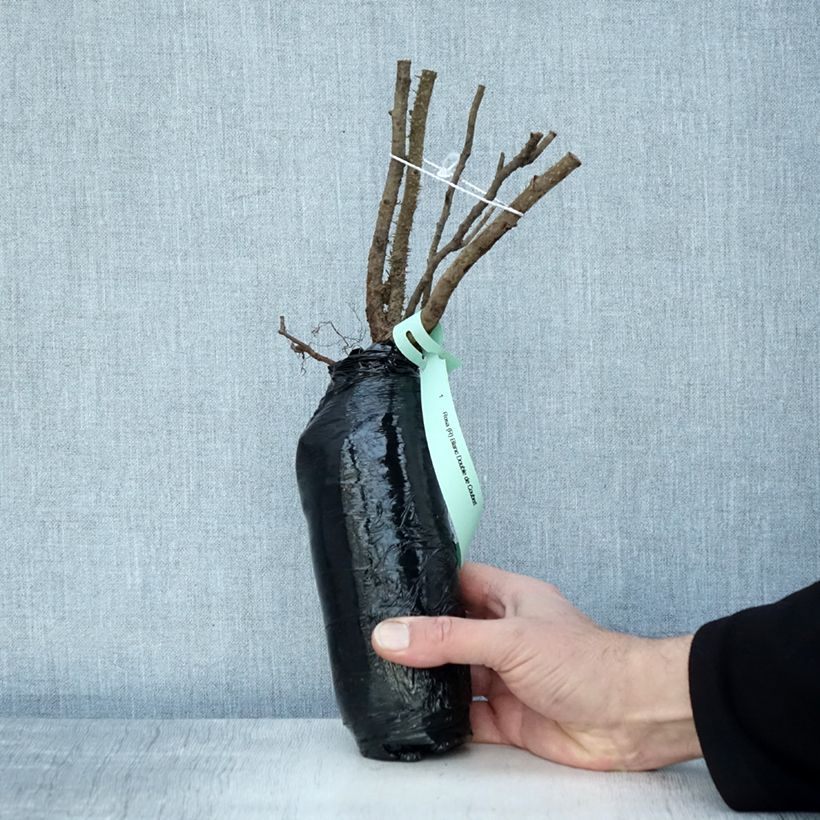 Rosa rugosa Blanc Double de Coubert Wrapped bare root sample as delivered in winter