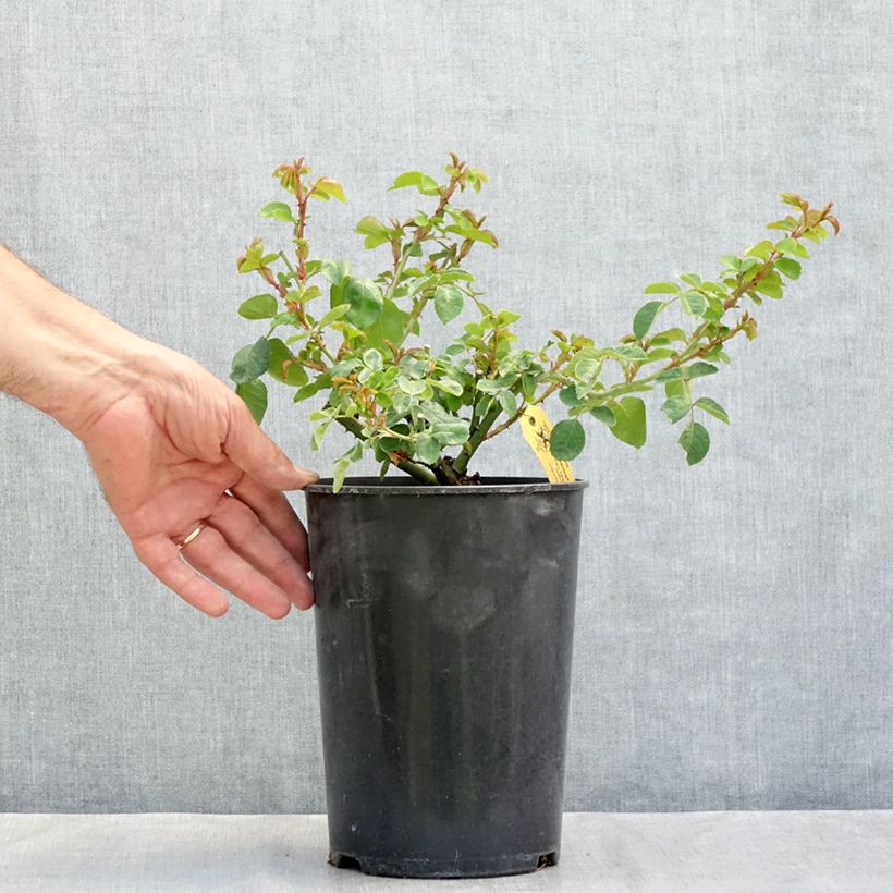Rosa x rugosa 'Hansa' - Rugosa Rose 4L/5L pot sample as delivered in summer