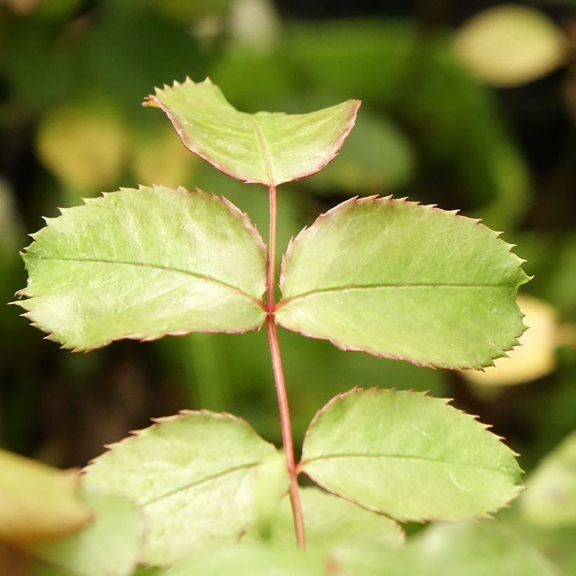 Rosa x persica See You In Pink - Hybrid shrub rose (Foliage)