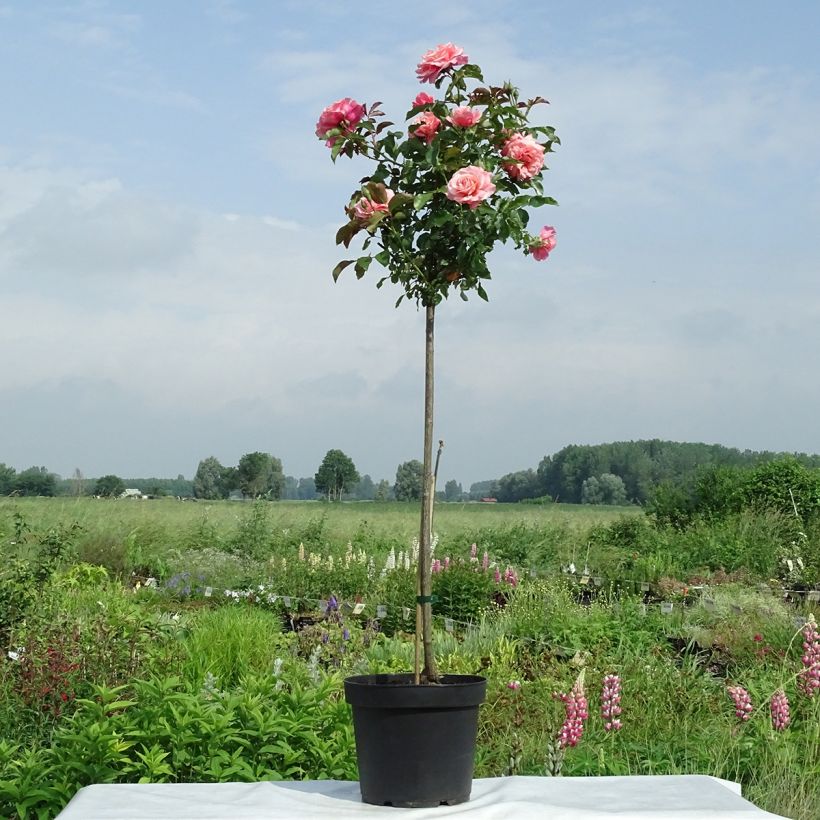 Rosa Botticelli Meisylpho - Standard Rose (Plant habit)