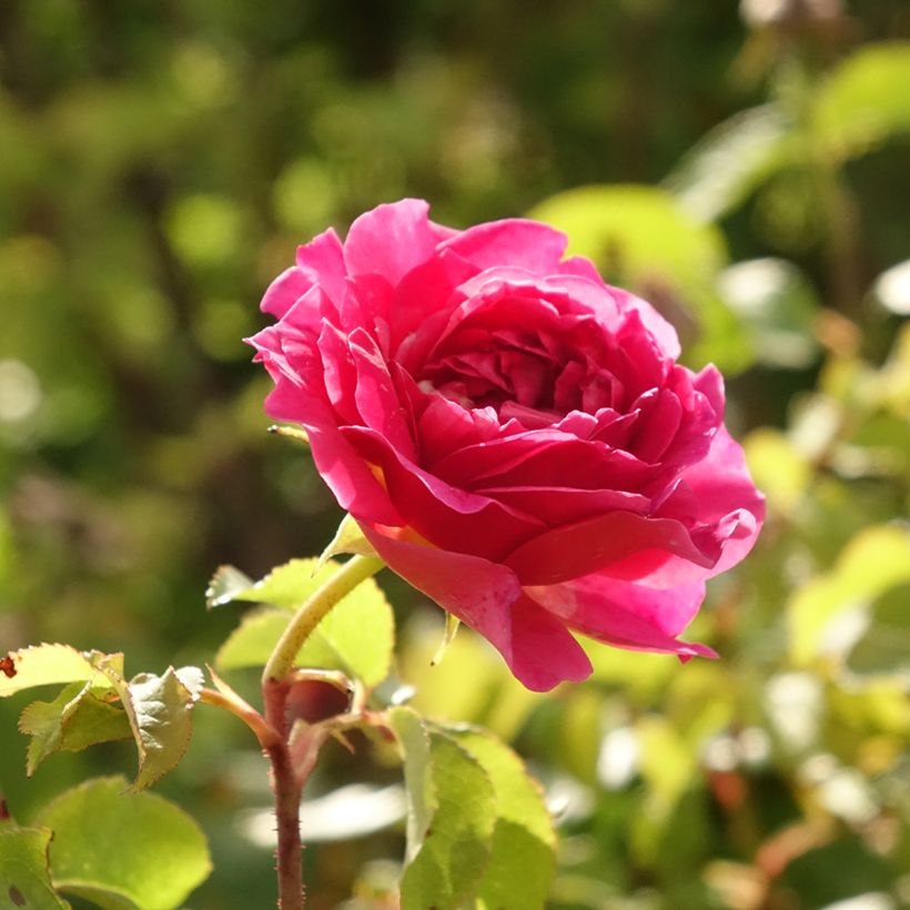 Rosa  Gabriel Oak - English Shrub Rose (Flowering)