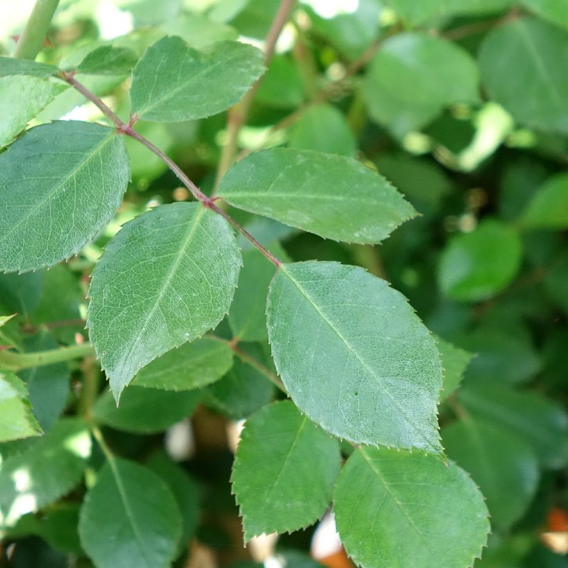 Rosa 'Bonica' - Standard Rose - 90/100cm (Foliage)