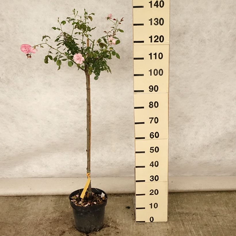 Rosa 'Bonica' - Standard Rose - 90/100cm 7.5L/10L potShipped height around 130/170cm sample as delivered in summer