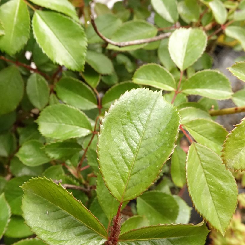 Rosa x floribunda 'Côté Jardin' - Standard Rose (Foliage)