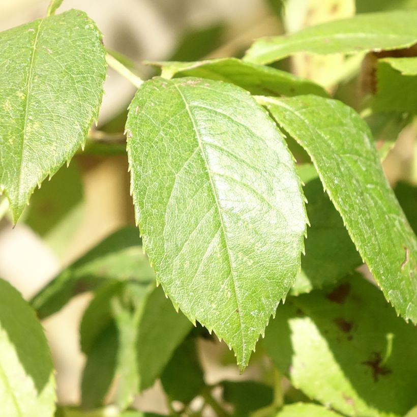 Rosa Claire Austin - English Climbing Rose (Foliage)