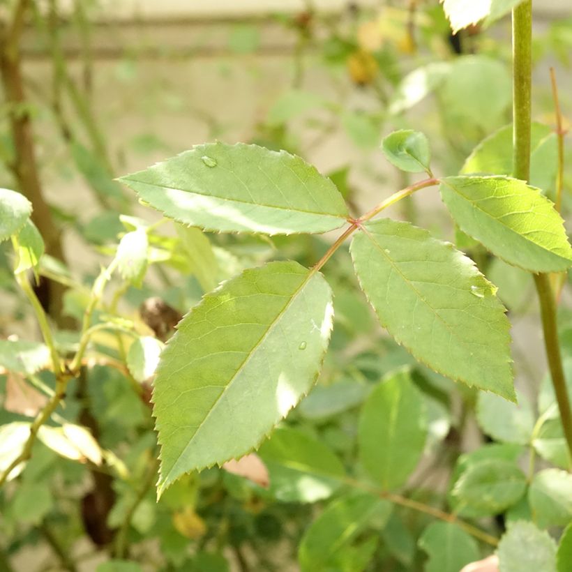 Rosa  Lady of Shalott - English Shrub Rose (Foliage)