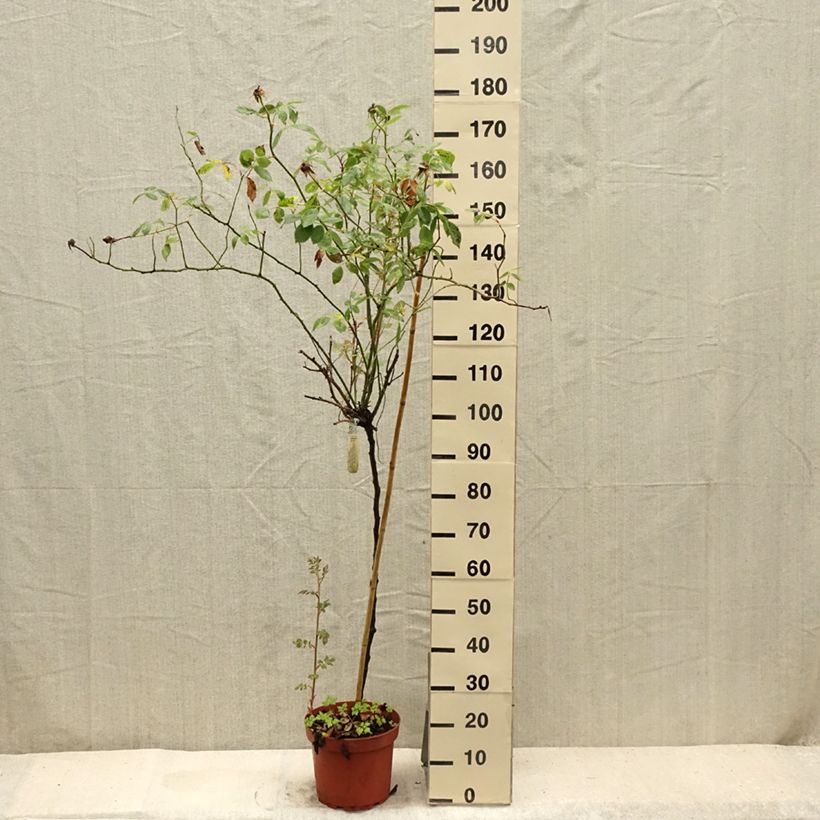 Rosa  Lady of Shalott - English Shrub Rose 4L/5L pot sample as delivered in summer