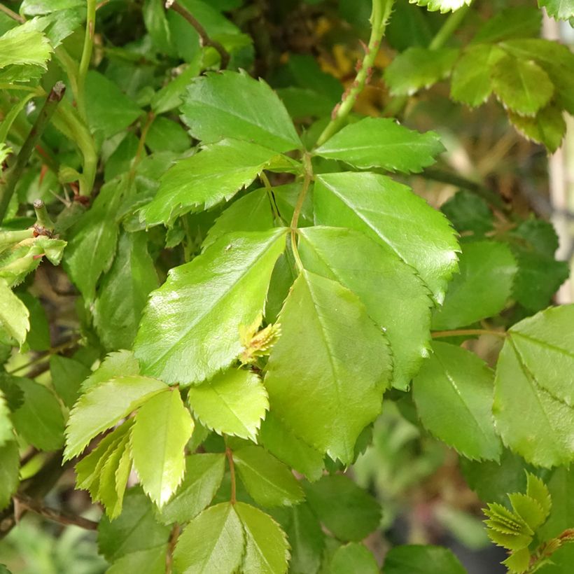Rosa x floribunda Decorosier Celina Noason - Shrub Rose (Foliage)