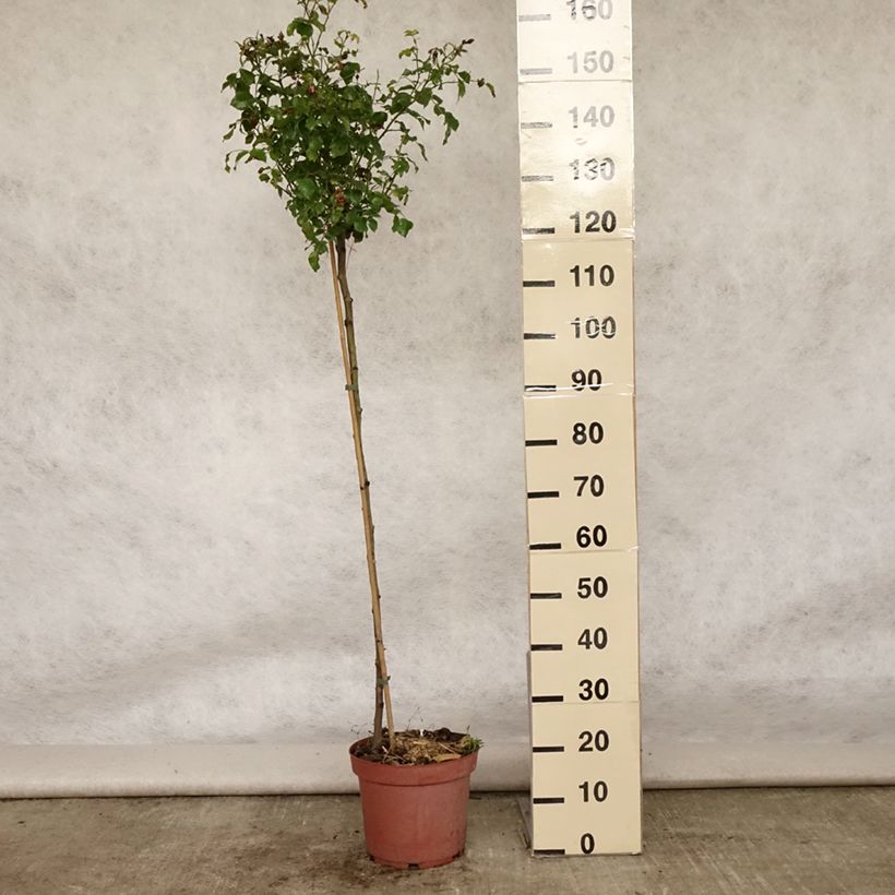 Rosa  Decorosier Emera Noatraum - Standard Rose 7.5L/10L potShipped height around 110/150cm sample as delivered in summer