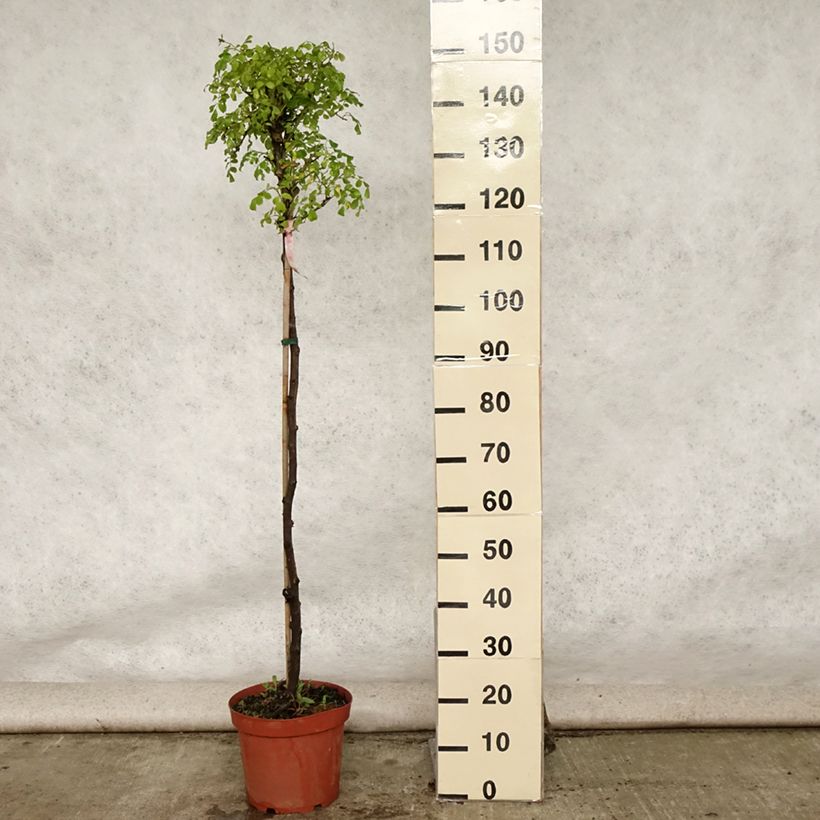 Rosa Decorosier Mareva - Standard Rose 7.5L/10L potShipped height around 80/120cm sample as delivered in summer