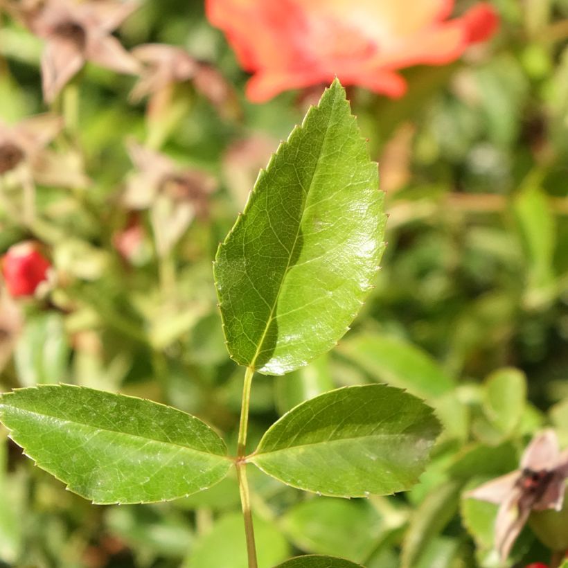 Rosa  Décorosiers Isalia - Shrub Rose (Foliage)