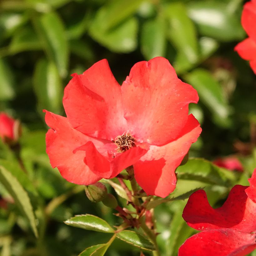 Rosa  Décorosiers Isalia - Shrub Rose (Flowering)