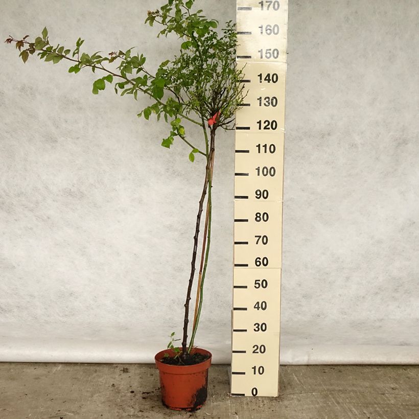 Rosa  Décorosiers Isalia - Shrub Rose 7.5L/10L potShipped height around 80/120cm sample as delivered in spring