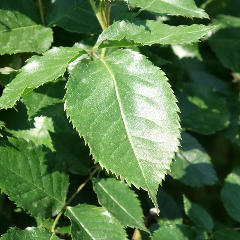 Rosa x floribunda 'Friesia' - Standard Rose - 90/100cm (Foliage)