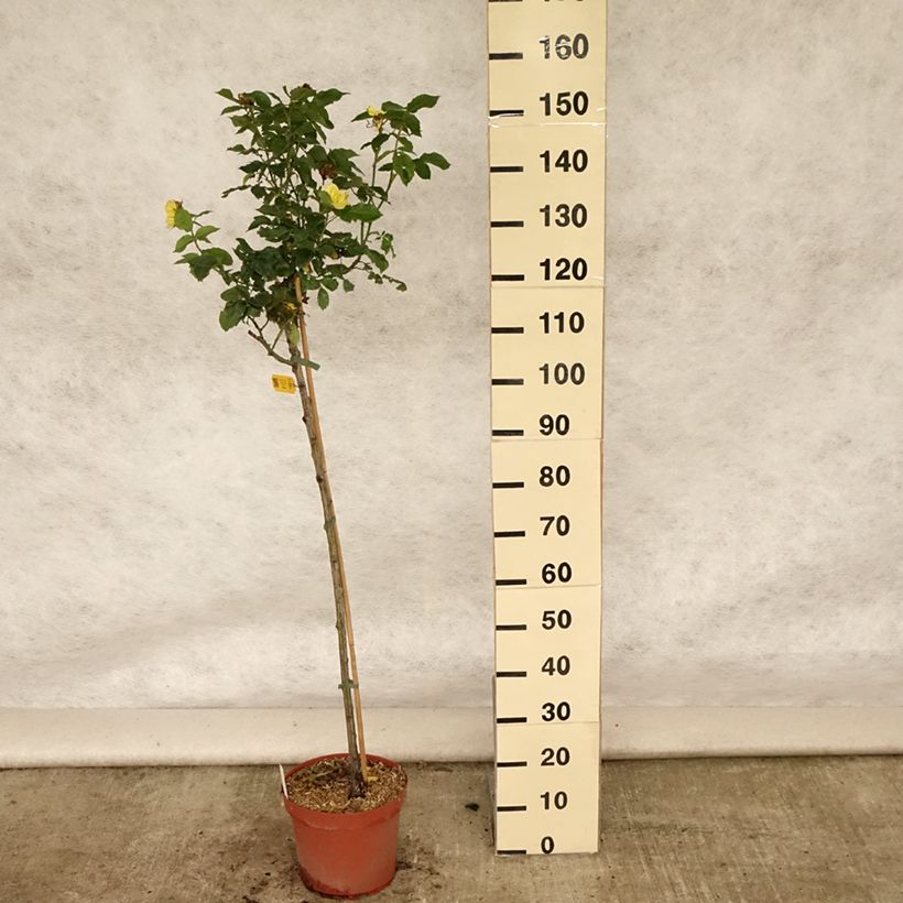 Rosa x floribunda 'Friesia' - Standard Rose - 90/100cm 7.5L/10L potShipped height around 130/170cm sample as delivered in summer