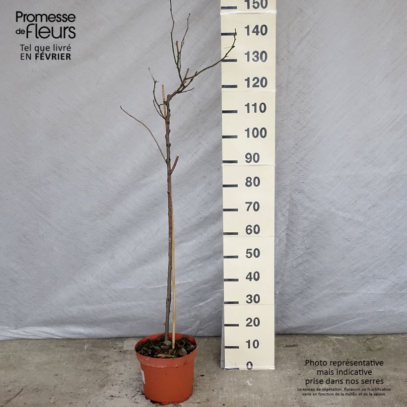 Rosier tige Friesia - Pot de 7.5L sample as delivered in winter