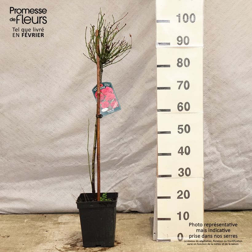 Rosier tige Global Hit - tige 50/60cm en Pot de 4/5L sample as delivered in winter