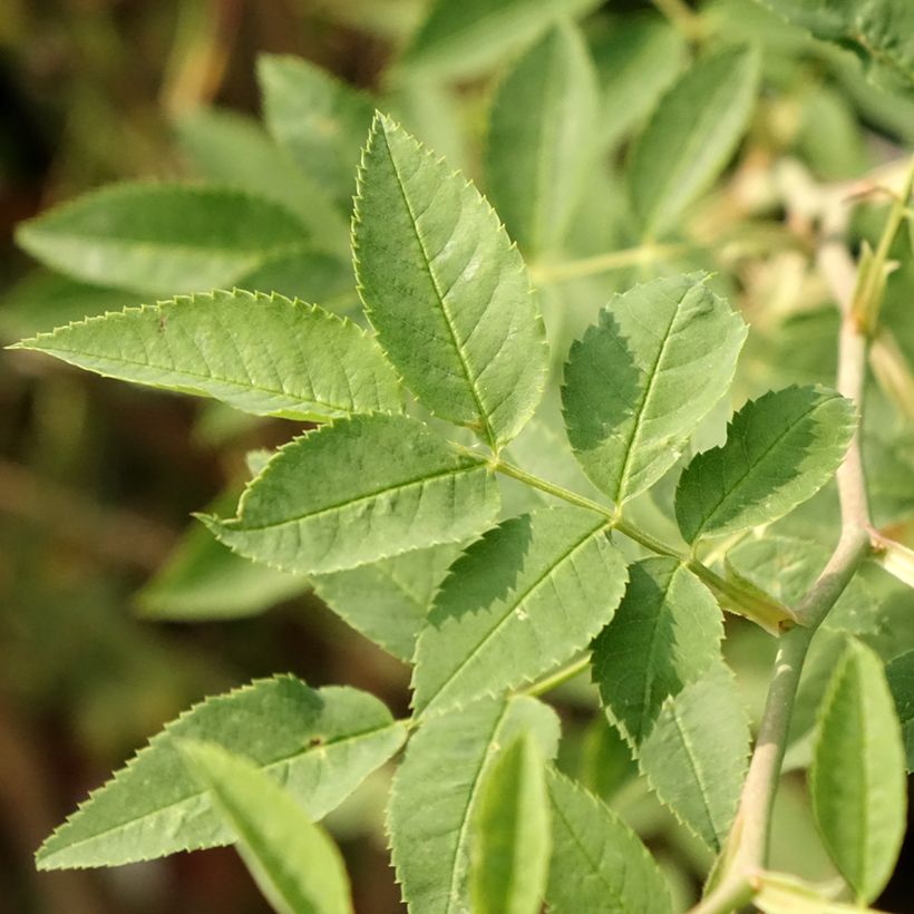 Rosa x polyantha Global Hit - Standard Rose (Foliage)