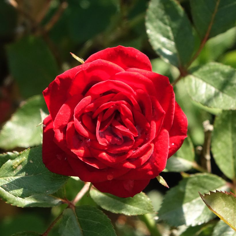 Rosa x polyantha Global Hit - Standard Rose (Foliage)