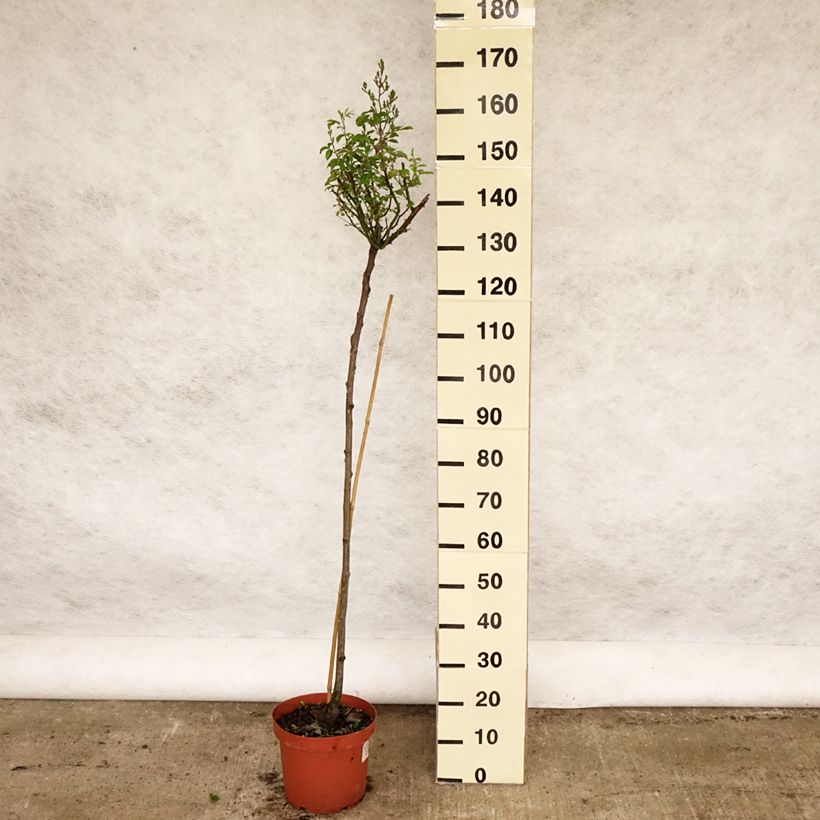 Rosa  Guirlande d'Amour - Climbing or Shrub Rose 7.5L/10L potShipped height around 110/150cm sample as delivered in spring