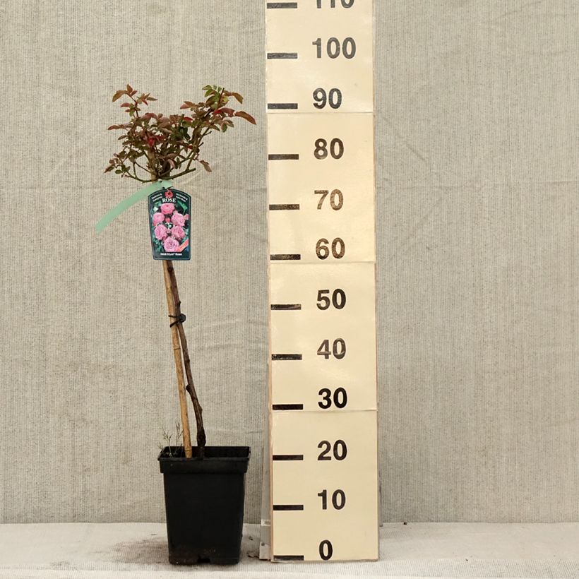Rosa Heidi Klum - Stem Standard Rose 7.5L/10L potShipped height around 70/110cm sample as delivered in spring