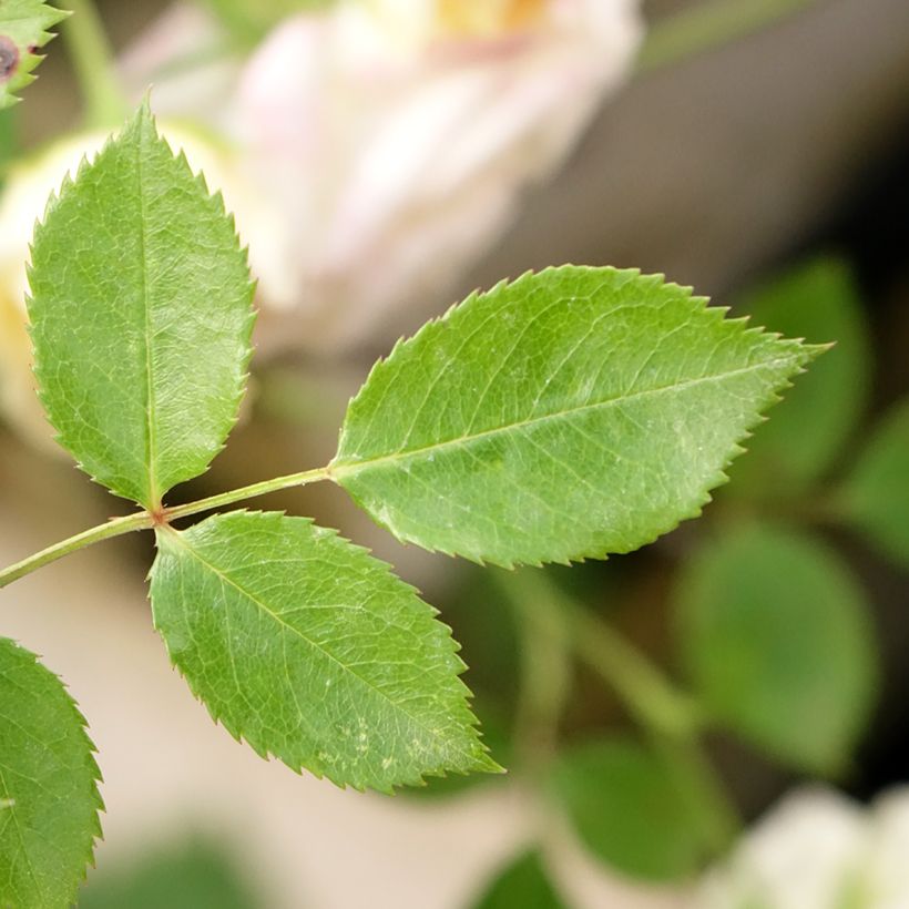 Rosa x polyantha 'Honeymilk' - Standard Rose (Foliage)