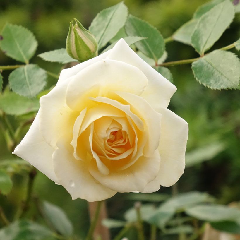 Rosa x polyantha 'Honeymilk' - Standard Rose (Flowering)