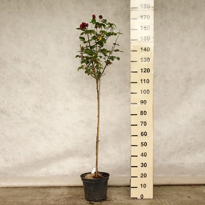 Rosa 'Ingrid Bergman' - Standard Rose 7.5L/10L potShipped height around 130/170cm sample as delivered in summer