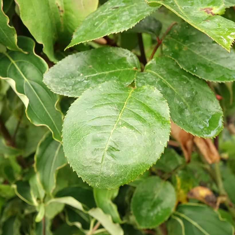 Rosa 'Ingrid Bergman' - Standard Rose (Foliage)