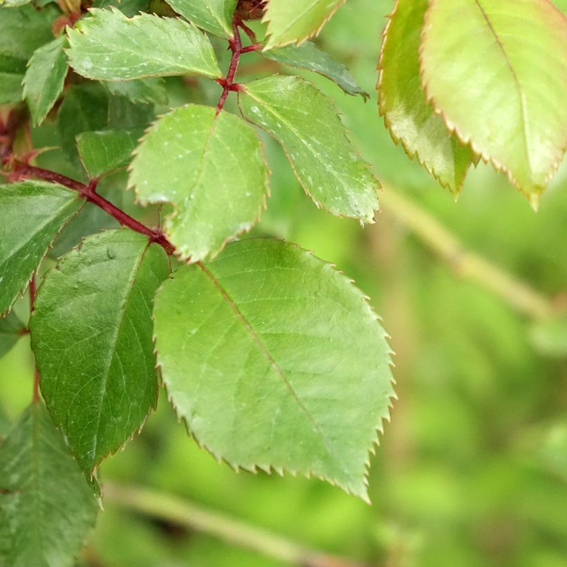 Rosa Jubilé du Prince de Monaco - Stem shrub (Foliage)