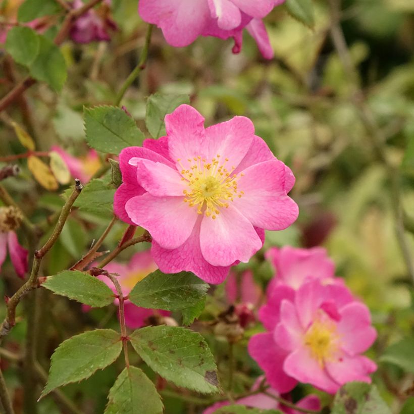 Rosa Lavender Dream - Shrub Rose (Foliage)