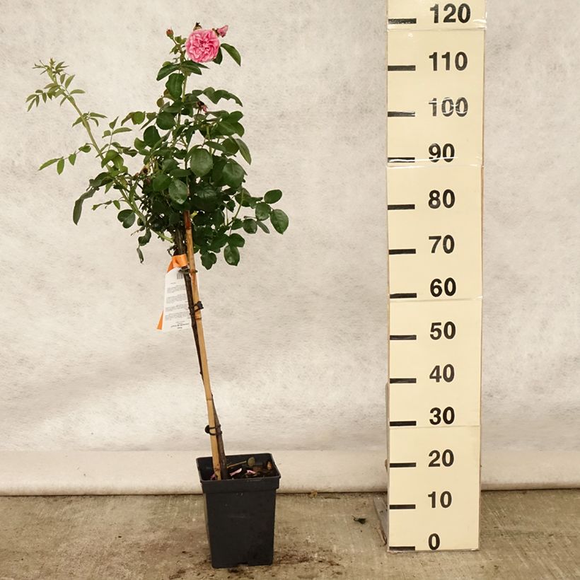 Rosa Leonardo da Vinci - Floribunda Rose 4L/5L potShipped height around 70/110cm sample as delivered in summer
