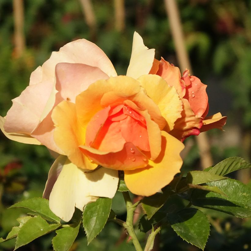Rosa x floribunda 'Mythique' - Standard Rose (Flowering)