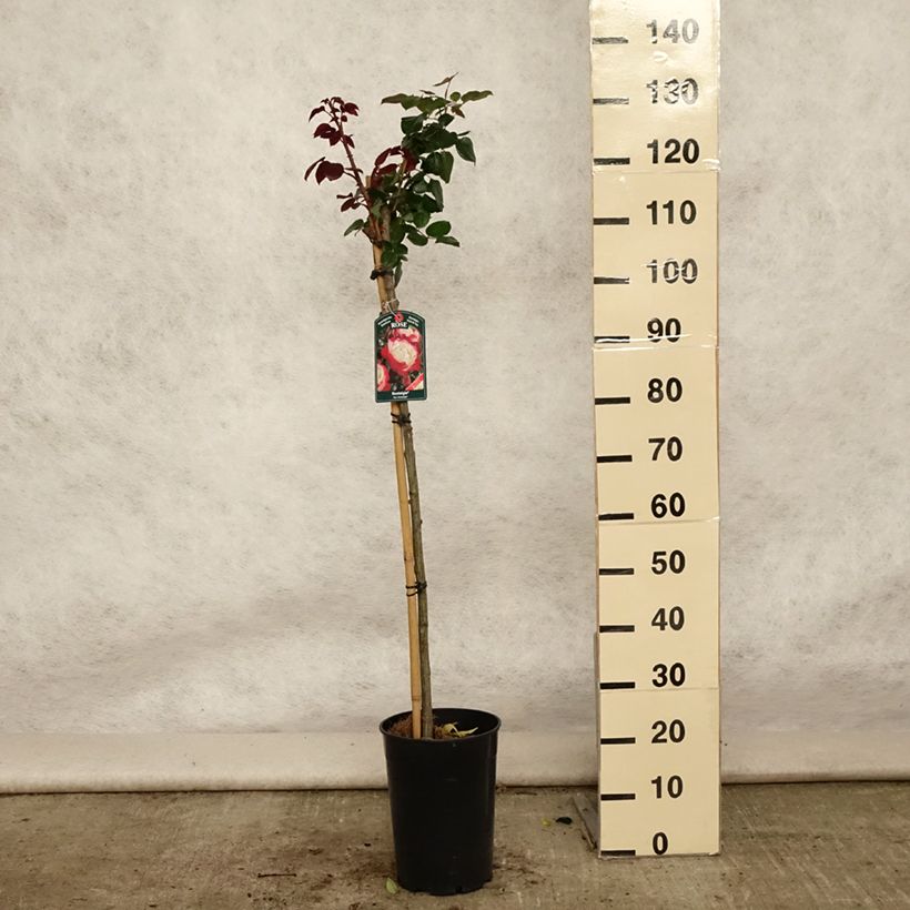 Rosa Nostalgie - Stem Hybrid Tea Rose 6L/7L potShipped height around 110/150cm sample as delivered in summer