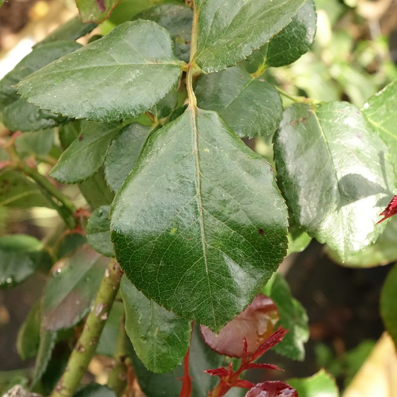 Rosa Nostalgie - Stem Hybrid Tea Rose (Foliage)