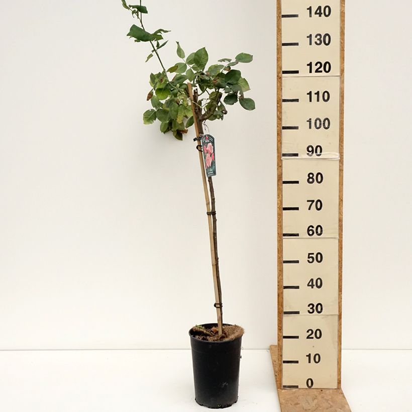 Rosa Queen Elizabeth - Standard Floribunda Rose 6L/7L pot, Standard sample as delivered in summer