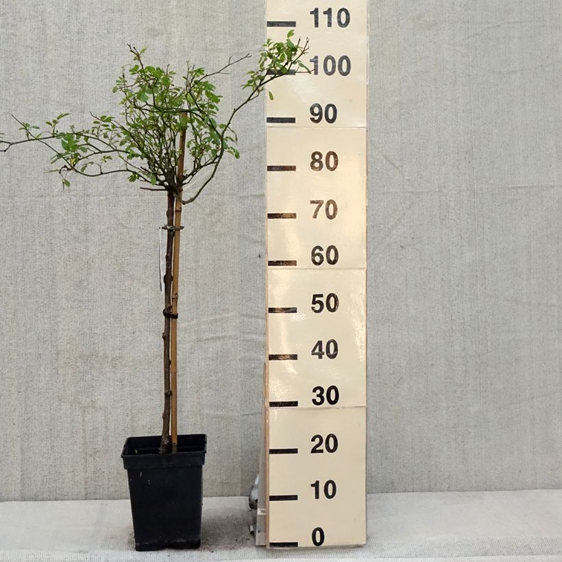 Rosa The Fairy - Standard Rose 7.5L/10L potShipped height around 110/150cm sample as delivered in spring