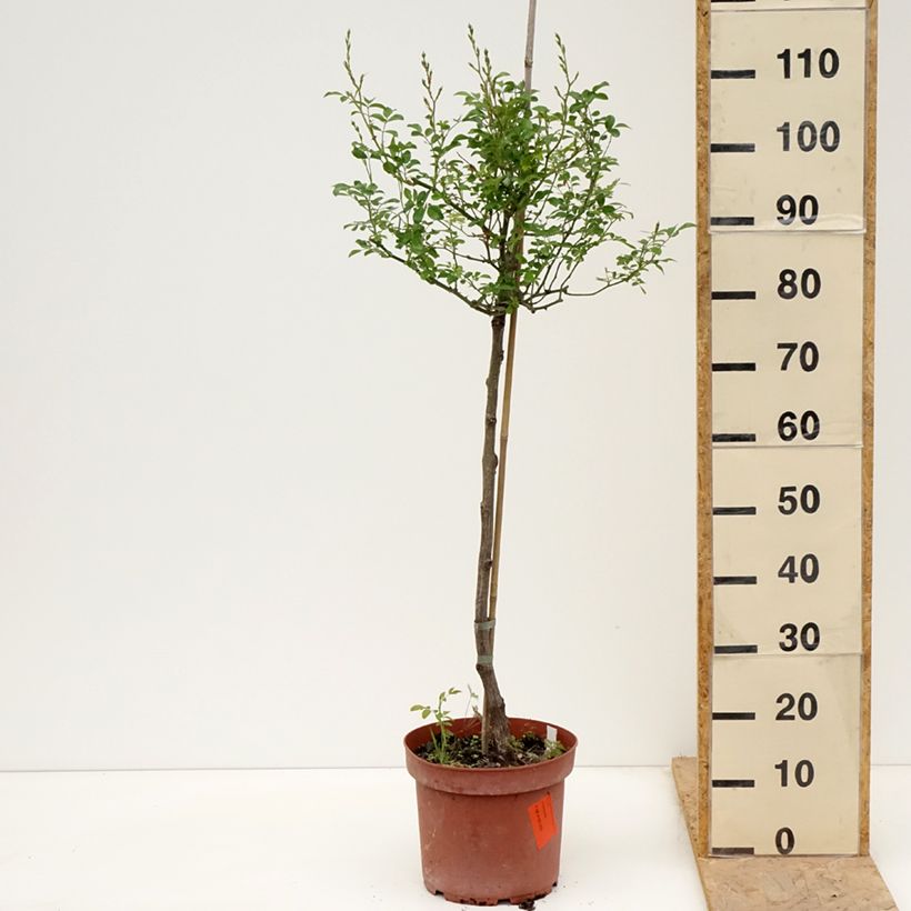 Rosa The Fairy - Standard Rose 4L/5L potShipped height around 70/110cm sample as delivered in spring