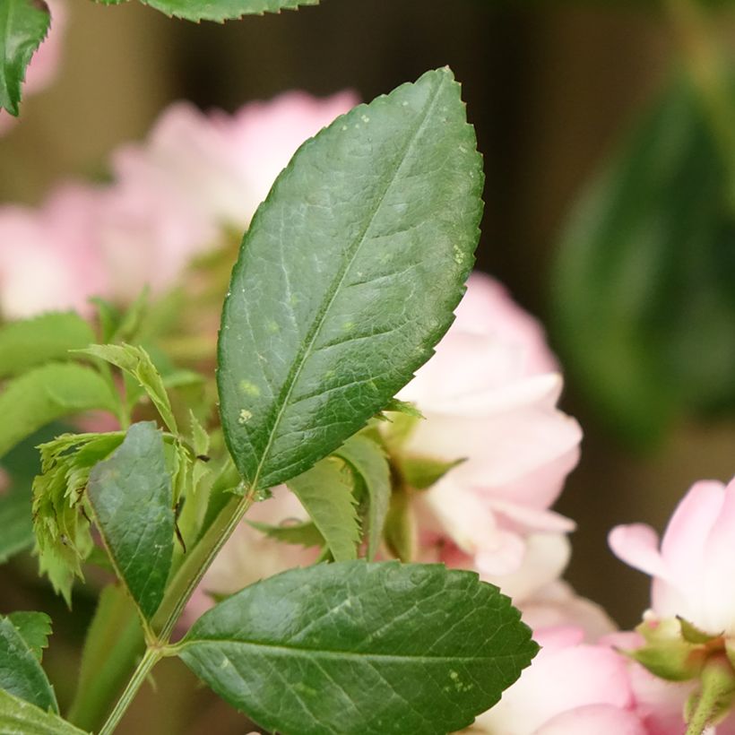 Rosa The Fairy - Standard Rose (Foliage)