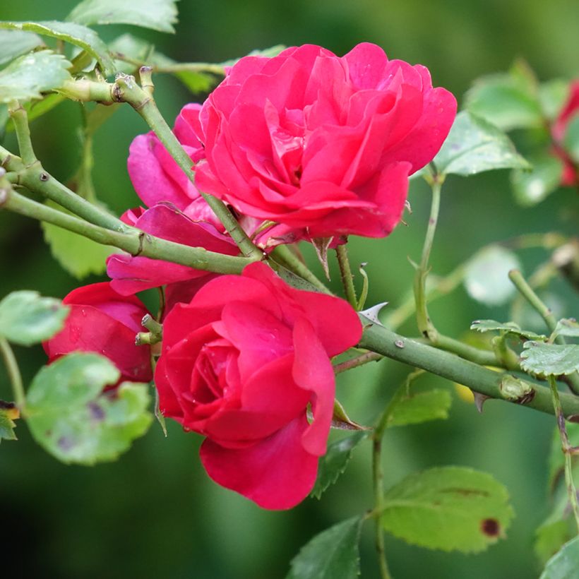 Rosa x polyantha SANS CONTRAINTES Toscana - Standard Rose (Flowering)