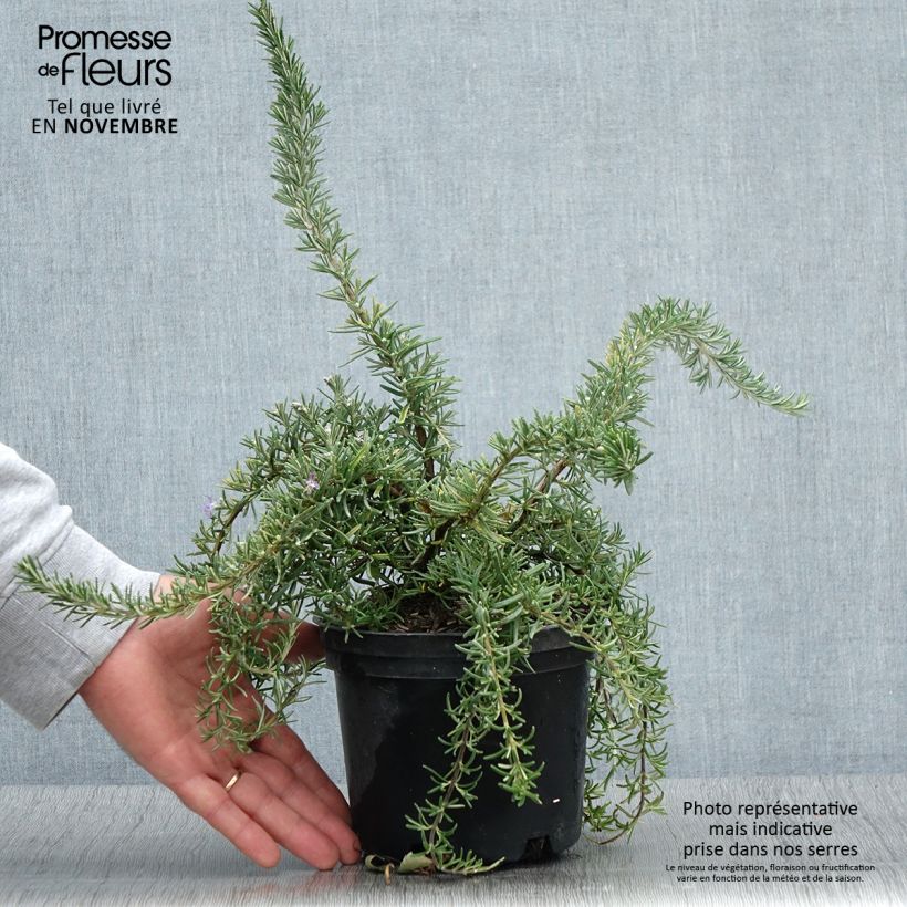 Rosmarinus officinalis Corsican Blue 2L/3L pot sample as delivered in autumn