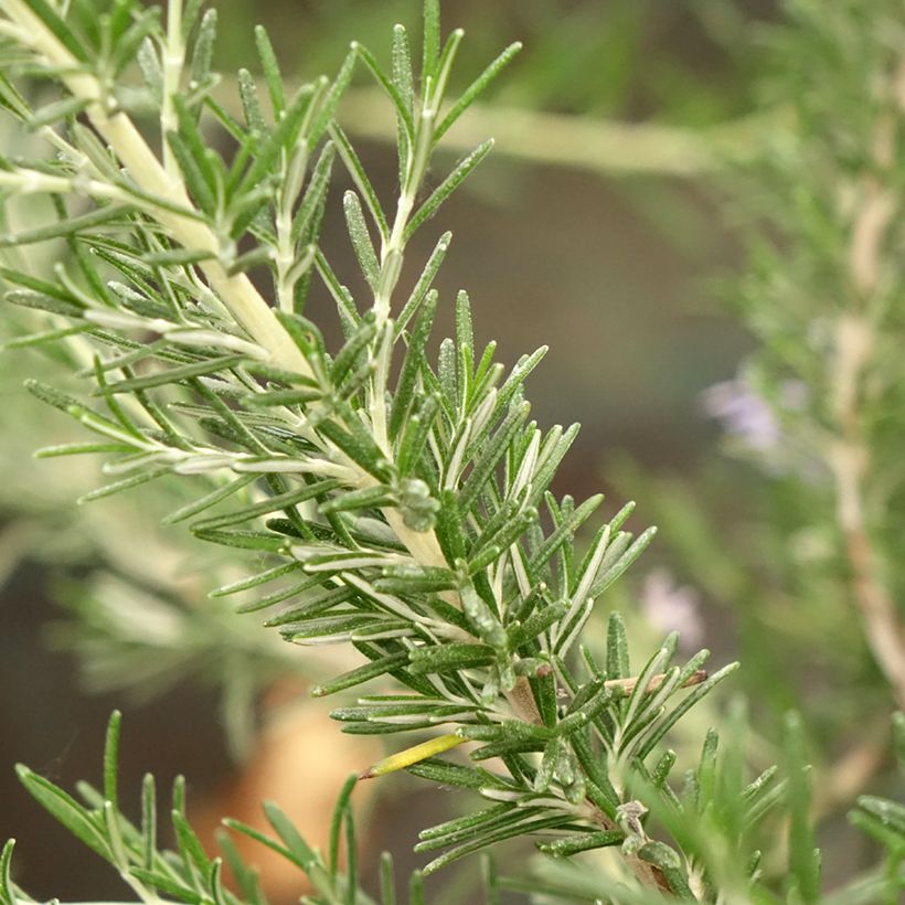 Rosmarinus officinalis Whitewater Silver (Foliage)